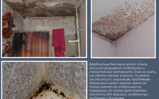 Грибок в ванной комнате: как избавиться?